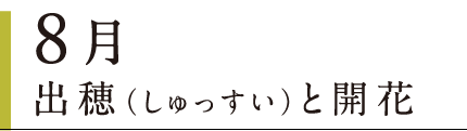 8月 出穂（しゅっすい）と開花